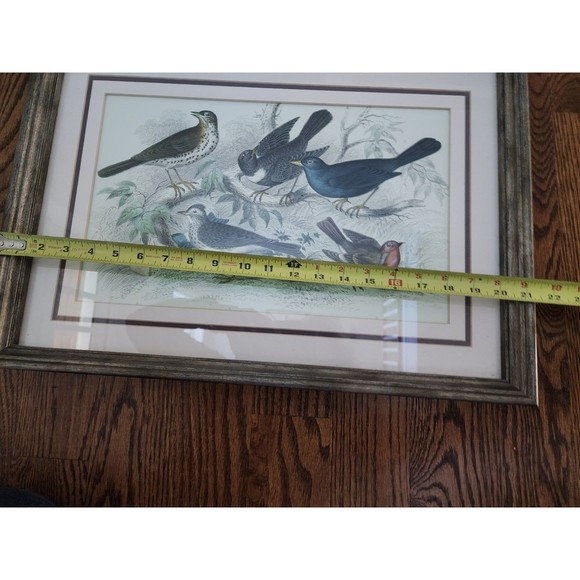 Vintage Song Bird Animal Framed Color Picture Wall Home Decor Print 15 x 21" - Picture 6 of 6